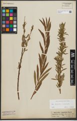 Foto von Salix purpurea L. x Salix viminalis L.